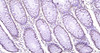 WWOX Polyclonal Antibody | BS-0589R