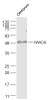 WWOX Polyclonal Antibody | BS-0589R