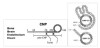 NT-proCNP ELISA | BI-20812