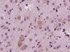 FADD Polyclonal Antibody | GRP253