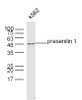 Presenilin 1 Polyclonal Antibody | GRP183