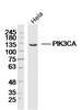 CXCR7 antibody [C1C2], Internal | GRP2