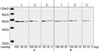 THE™ DYKDDDDK Tag Antibody, mAb, Mouse | A00187