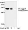 THE™ His Tag Antibody, mAb, Mouse | A00186-100