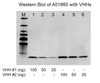 MonoRab™ Rabbit Anti-Camelid VHH Antibody, mAb | A01860