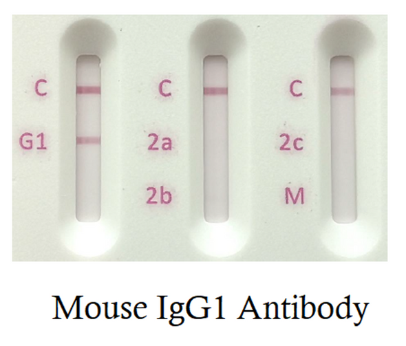 Mouse Antibody Isotyping card