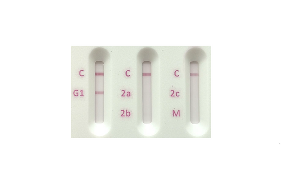 Mouse Antibody Isotyping card
