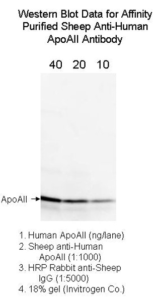 Sheep Anti-Human Apolipoprotein AII Affinity Pure