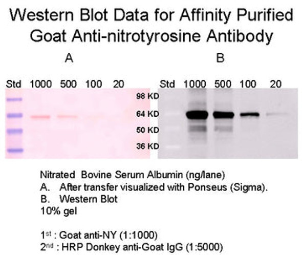 Goat Anti-Nitrotyrosine Affinity Pure