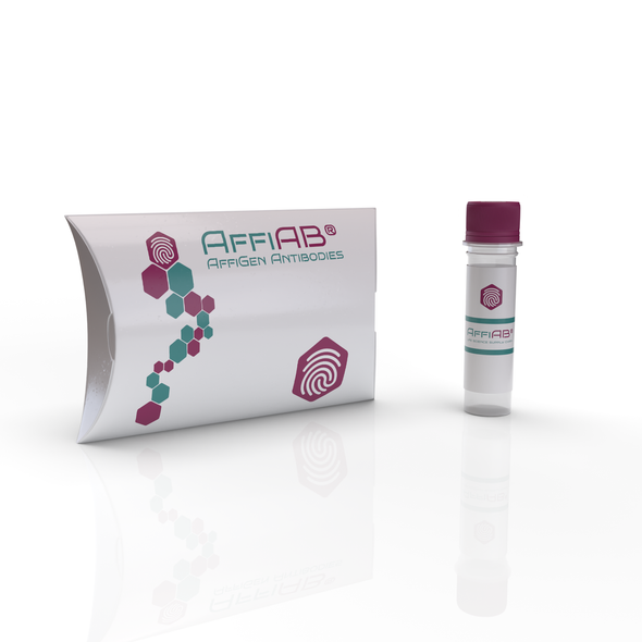 AffiAB® Goat Anti-Rab38 Polyclonal IgG Antibody