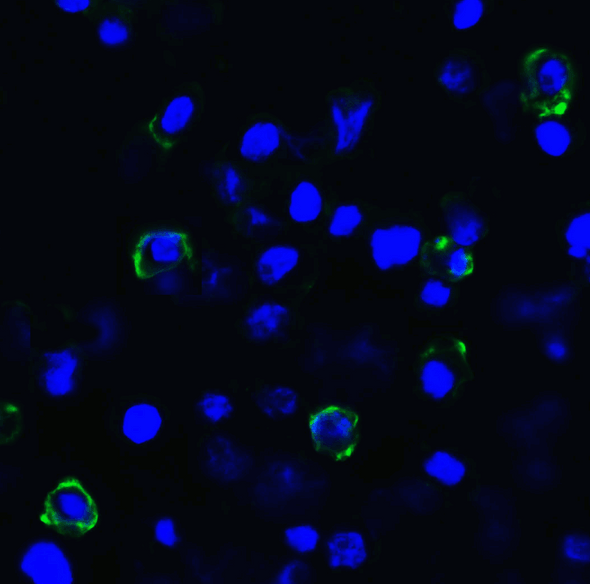 TIGIT Antibody [2C6] | SD8828