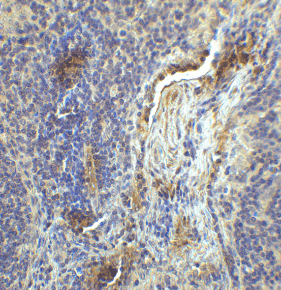 LAG-3 Antibody [2B11] | SD8841