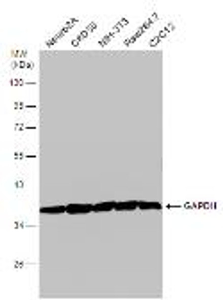 GAPDH antibody | GTX100118
