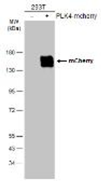mCherry antibody | GTX128508