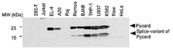 anti-Asc, pAb (AL177) | AG-25B-0006-C100