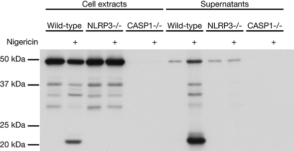 anti-Caspase-1 (p20) (mouse), mAb (Casper-1) | AG-20B-0042-C100