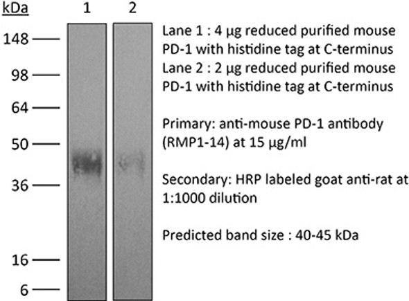 InVivoMab anti-mouse PD-1 (CD279) | BE0146