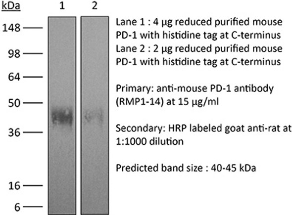 InVivoPlus anti-mouse PD-1 (CD279) | BP0146