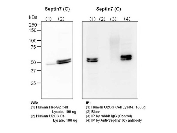 Anti-Human Septin 7 (C) Rabbit IgG Affinity Purify | 18991