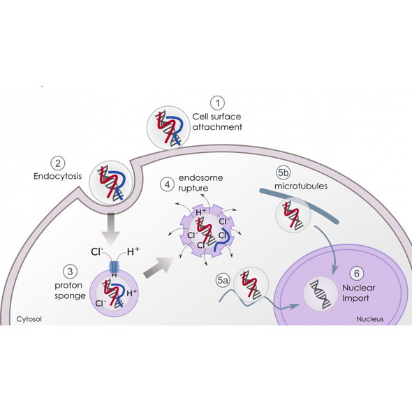 Helix-IN Transfection Reagent | HX1