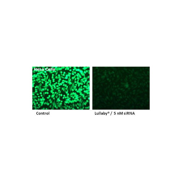 FuFuGENE® HD Transfection Reagent | HD-1000| FuGENE