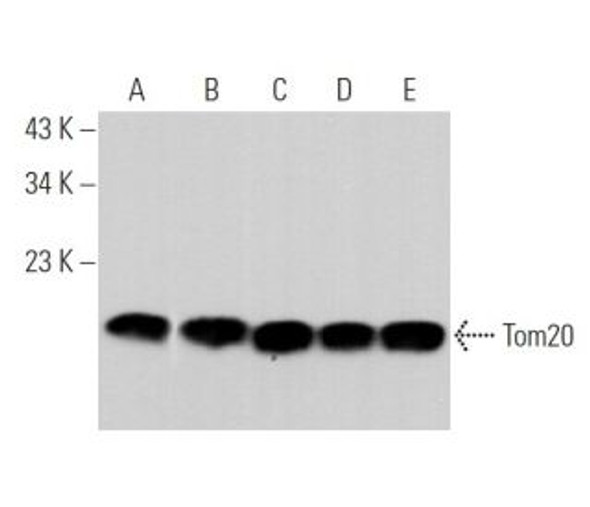 Anti-Tom20 Antibody (F-10) | sc-17764