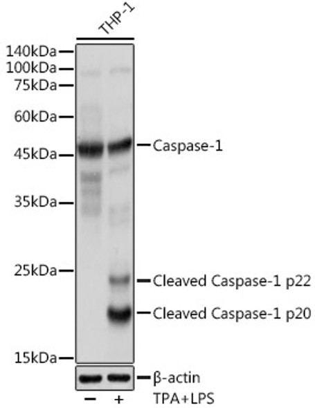 Caspase-1 Rabbit pAb | A0964