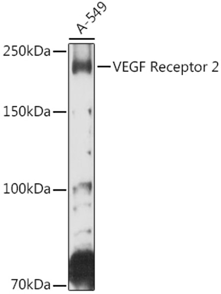 VEGF Receptor 2 Rabbit pAb | A11127