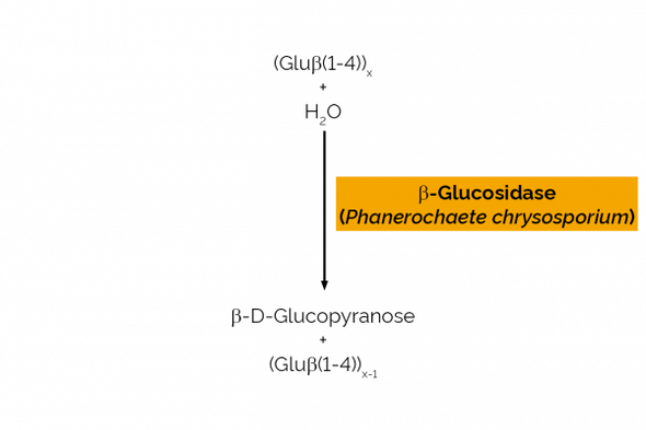 β-Glucosidase (Phanerochaete chrysosporium) | E-BGOSPC