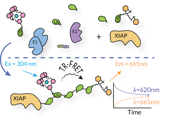 XIAP E3 Ligase TR-FRET Kit | SBB-KF0057