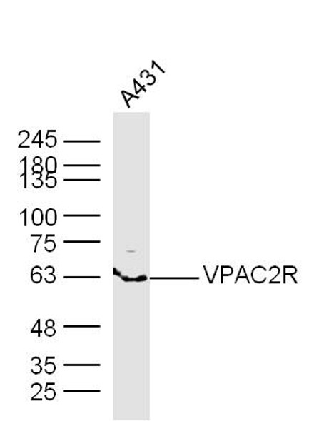 VPAC2R Polyclonal Antibody | BS-0197R