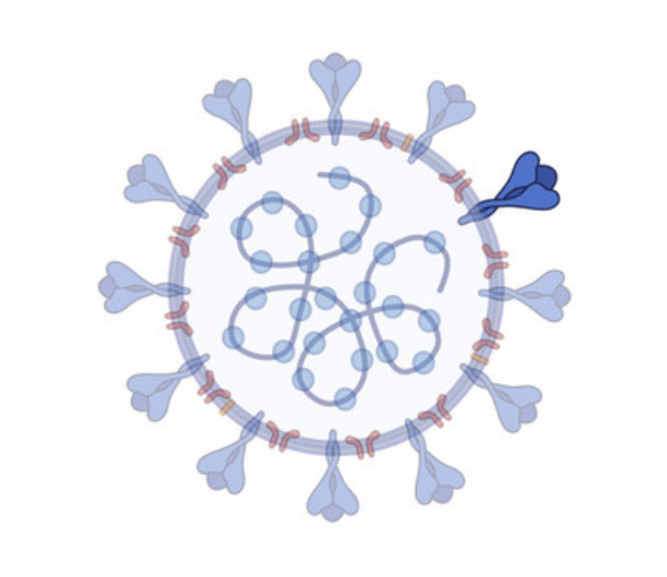 SARS-CoV-2 RBD of Spike protein P.1, K417T, E484K, N501Y – 484K.V2 – BR Variant