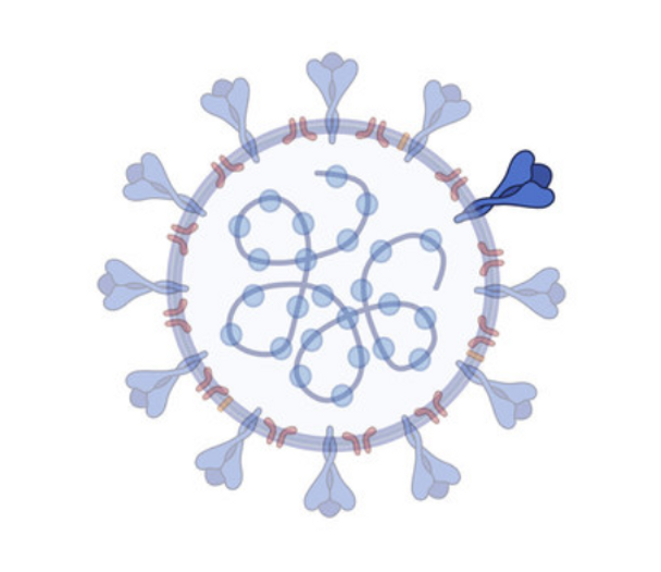 SARS-CoV-2 RBD of Spike protein, B.1.351, K417N, E484K, N501Y – 501.V2 variant – SA Variant