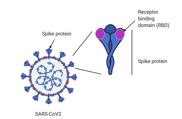 S1-RBD-Kappa protein (B.1.617.1)_HEK