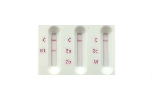 Rat Antibody Isotyping card