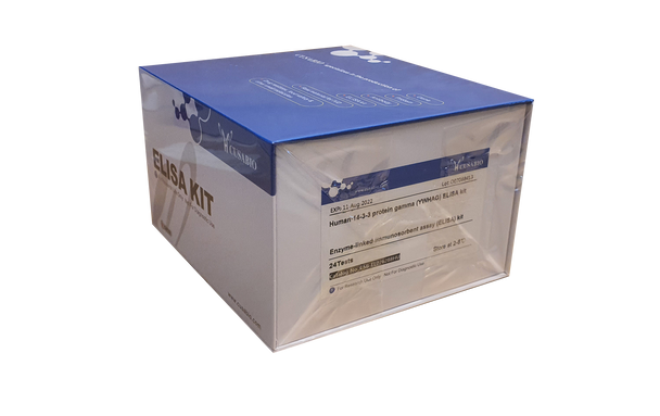 Human 14-3-3 protein gamma(YWHAG) ELISA kit | CSB-EL026288HU