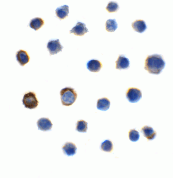 TIGIT Antibody [2C7] | SD8829