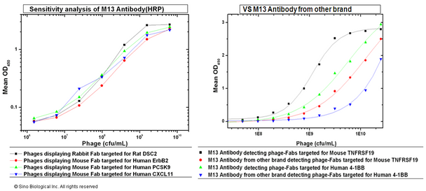 Anti-M13 Antibody (HRP), Mouse Monoclonal | 11973-MM05T-H