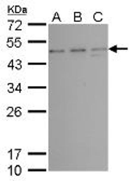 TSG101 antibody [4A10] | GTX70255