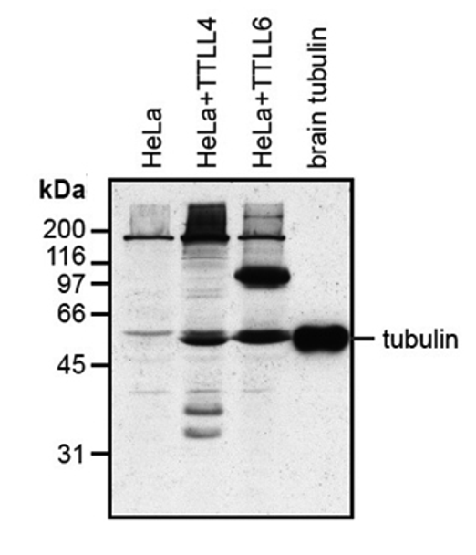 anti-Polyglutamylation Modification, mAb (GT335) | AG-20B-0020-C100