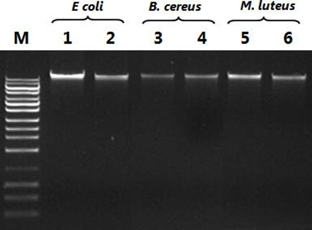 Bacterial Genomic DNA Isolation Kit | 17950