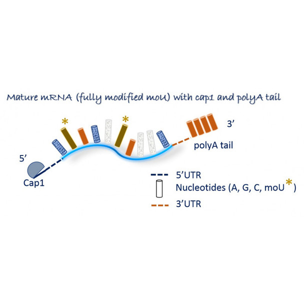 mRNA GFP (5moU) | MRNA11