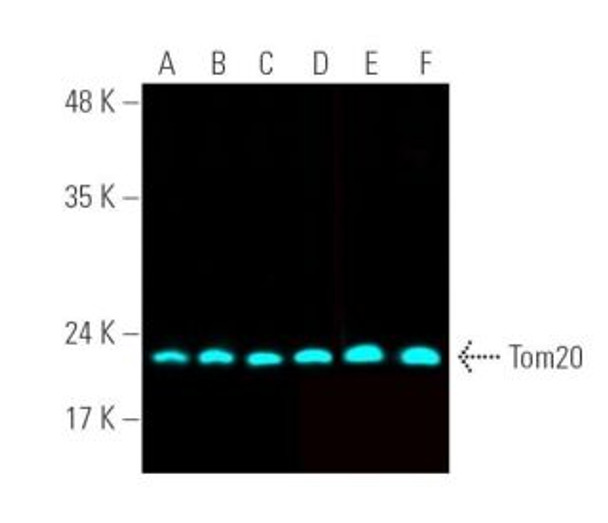 Anti-Tom20 Antibody (F-10) | sc-17764