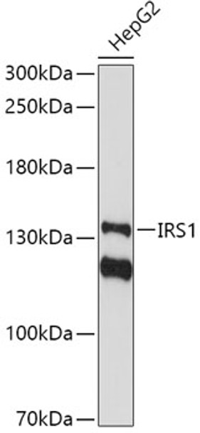 IRS1 Rabbit pAb | A11121