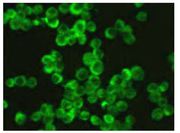 Pyroptosis Antibody Panel | ARG30330
