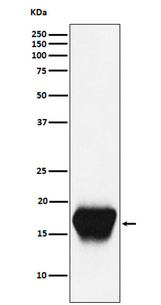 Anti-CD52 Monoclonal Antibody | M03484