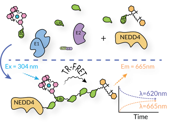 NEDD4 E3 Ligase TR-FRET Kit | SBB-KF0056