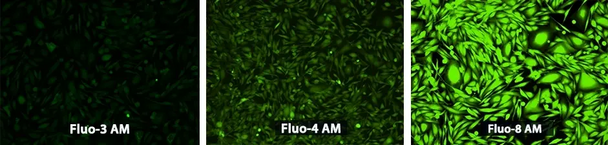 Fluo-8®, AM | 21080