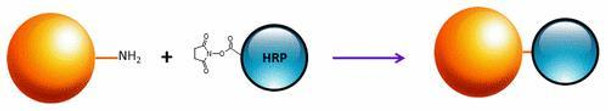 ReadiUse™ Preactivated HRP NHS ester | 11025 ReadiUse™ Preactivated HRP NHS ester | 11025