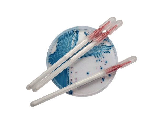 Bacillus cereus ATCC 11778 QC Snap-Stick™